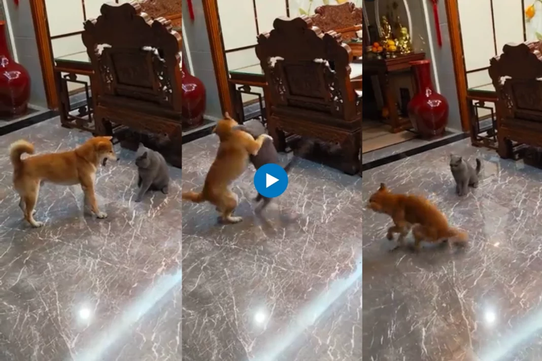 A video capturing an amusing encounter between a dog and a cat has taken Twitter by storm, leaving viewers in fits of laughter