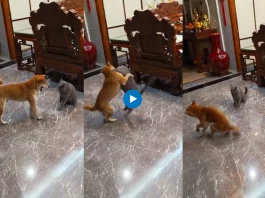 A video capturing an amusing encounter between a dog and a cat has taken Twitter by storm, leaving viewers in fits of laughter