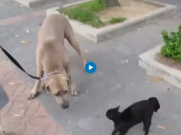In a heartwarming display of maternal instinct and bravery, a cat fearlessly defended her kittens against a mischievous dog in a viral video