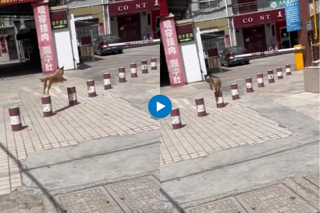 The video showcases a dog's astounding ability to leap seamlessly from one small pillar to another, strategically placed at a distance
