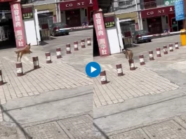 The video showcases a dog's astounding ability to leap seamlessly from one small pillar to another, strategically placed at a distance