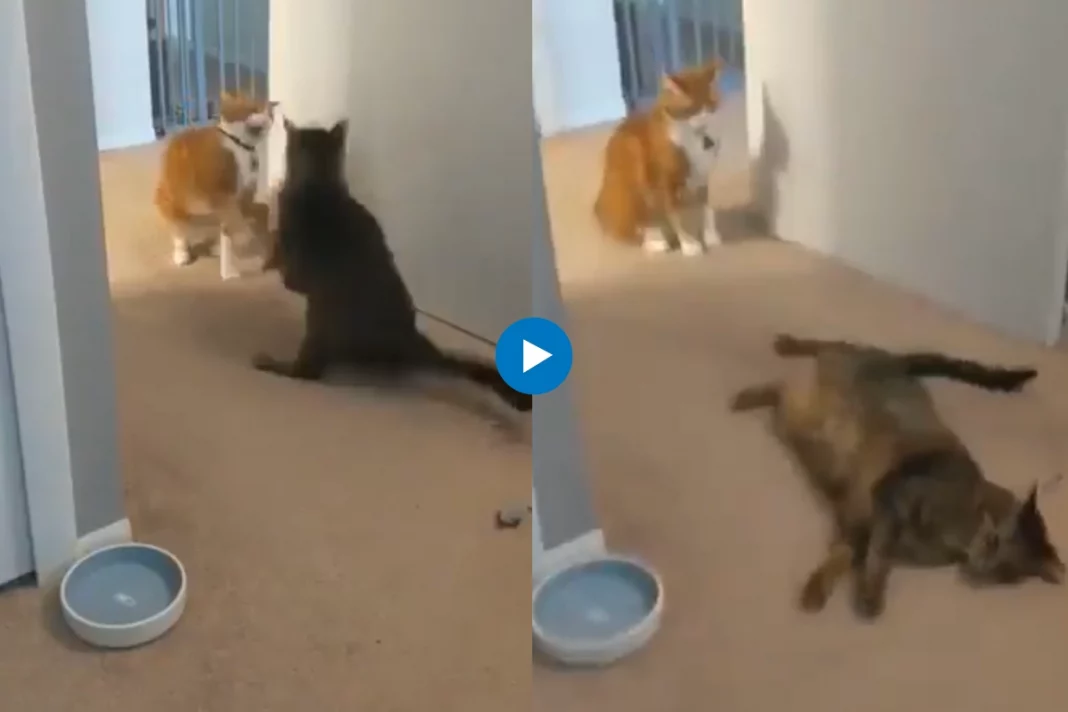 Animal viral video