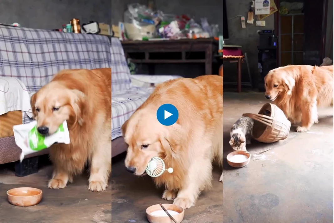 Viral animal video