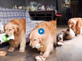 Viral animal video