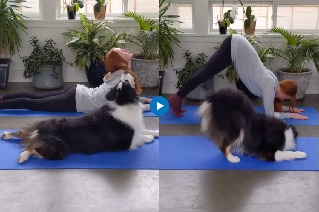 Viral animal video