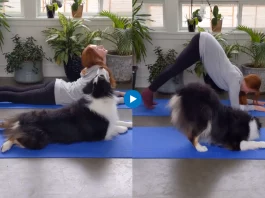 Viral animal video