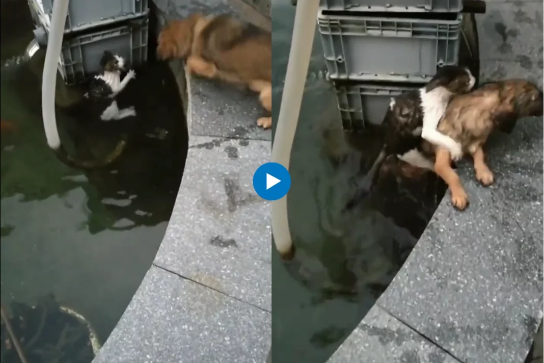 Viral Animal Video