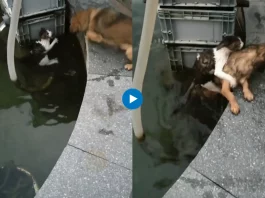 Viral Animal Video