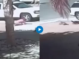 Viral animal video
