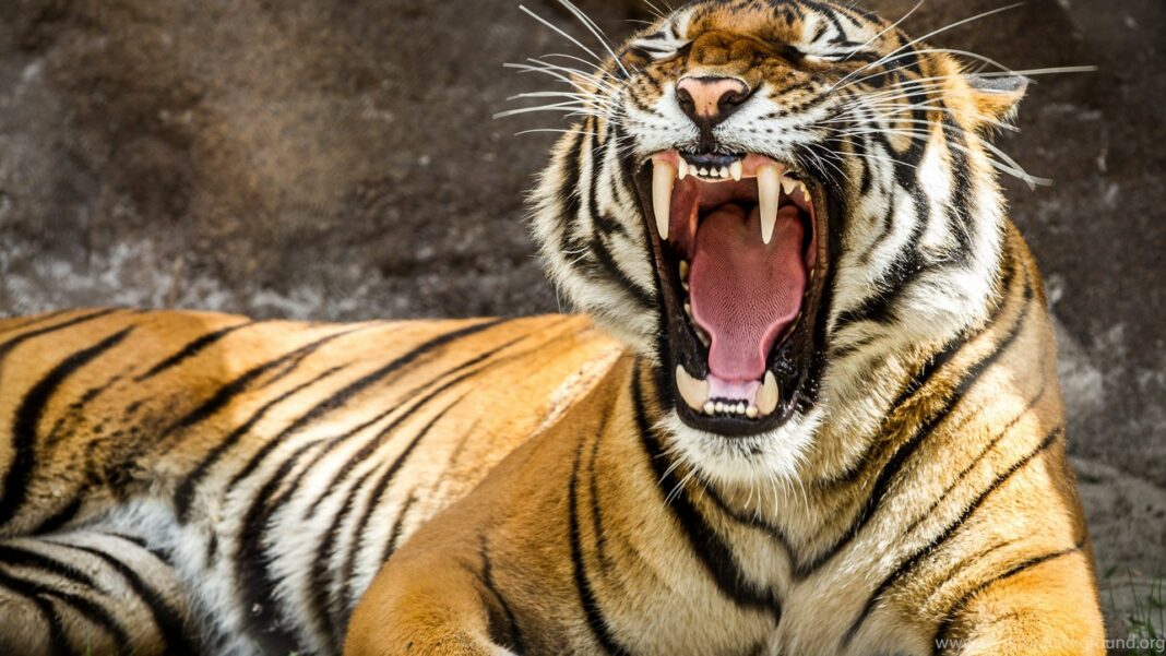 349274_30-eye-of-the-tiger-wallpapers-pictures_3840x2160_h