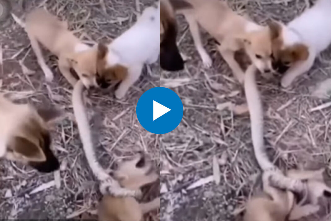 Animal Viral Video