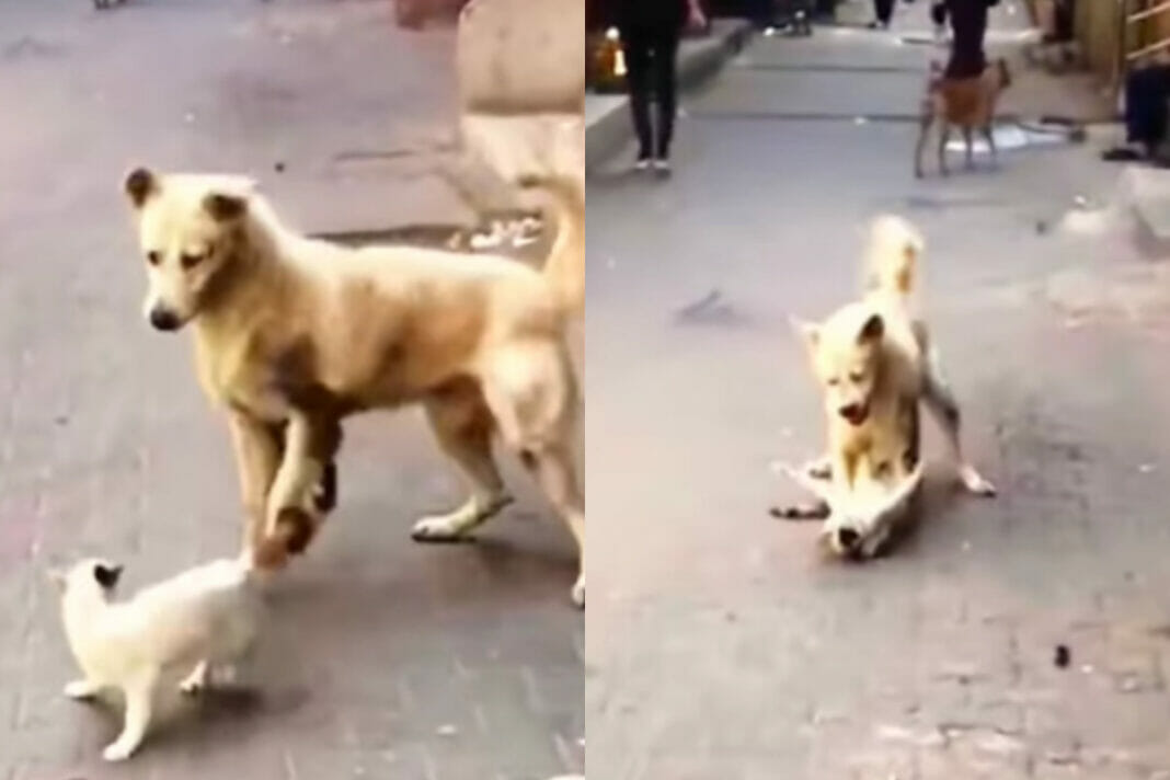 Animal Viral Video