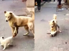 Animal Viral Video