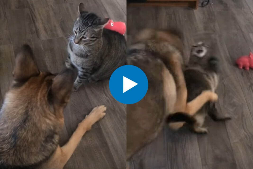 Animal Viral Video
