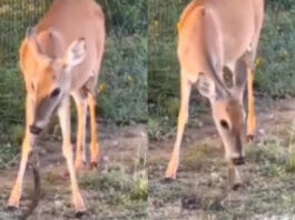 Animal Viral Video