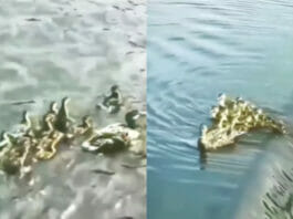 Animal Viral Video