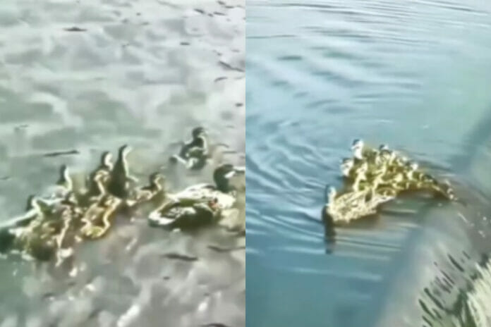 Animal Viral Video