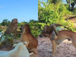 Animal Viral Video