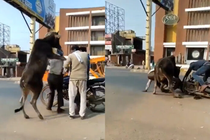 Animal Viral Video Animal Viral Video