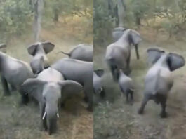 Animal Viral Video