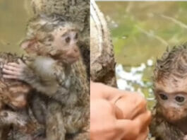 Animal Viral Video