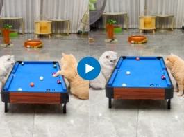 Animal Viral Video