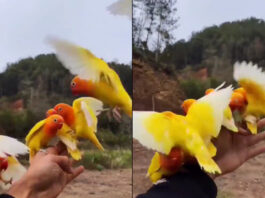 Animal Viral Video