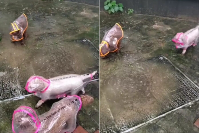Animal Viral Video