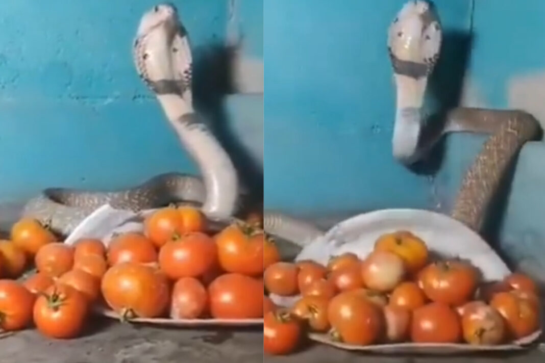 Animal Viral Video