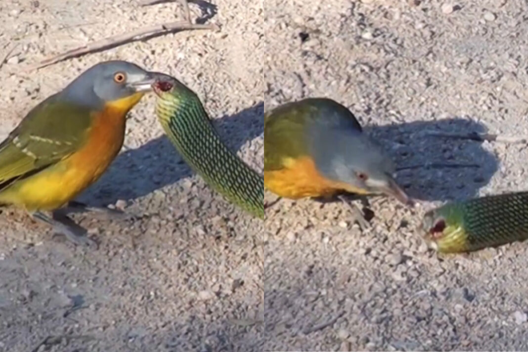 Animal Viral Video