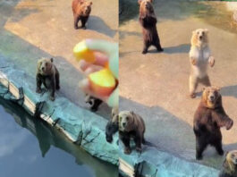 Animal viral video