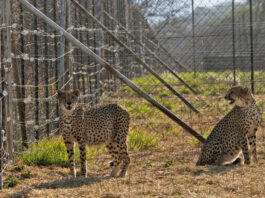 Cheetah Deaths