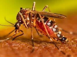 Dengue cases on rise
