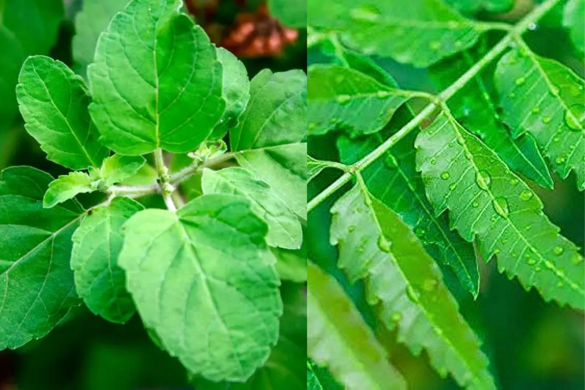 Health Tips: From tulsi to neem, five herbs for your over all well bring during this monsoon