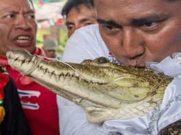 Mayor in Mexico marries crocodile in a traditional ceremony