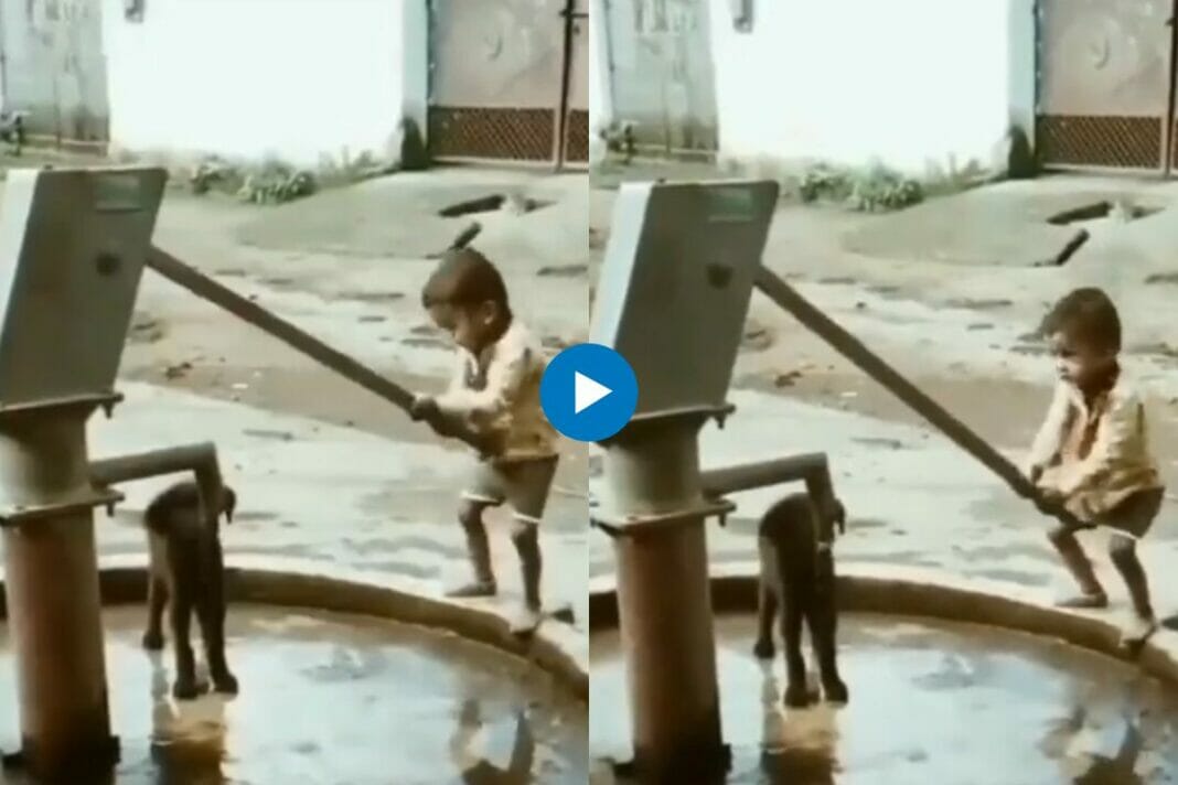 Viral Animal Video