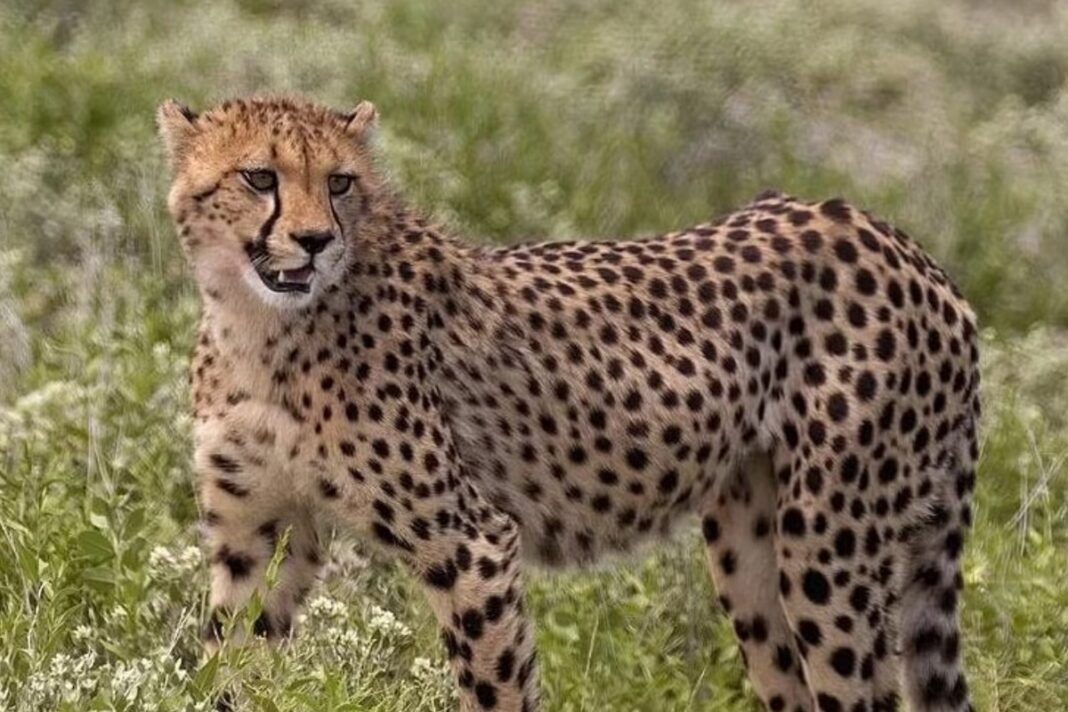 Cheetah Tejas Dies