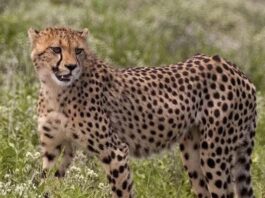 Cheetah Tejas Dies