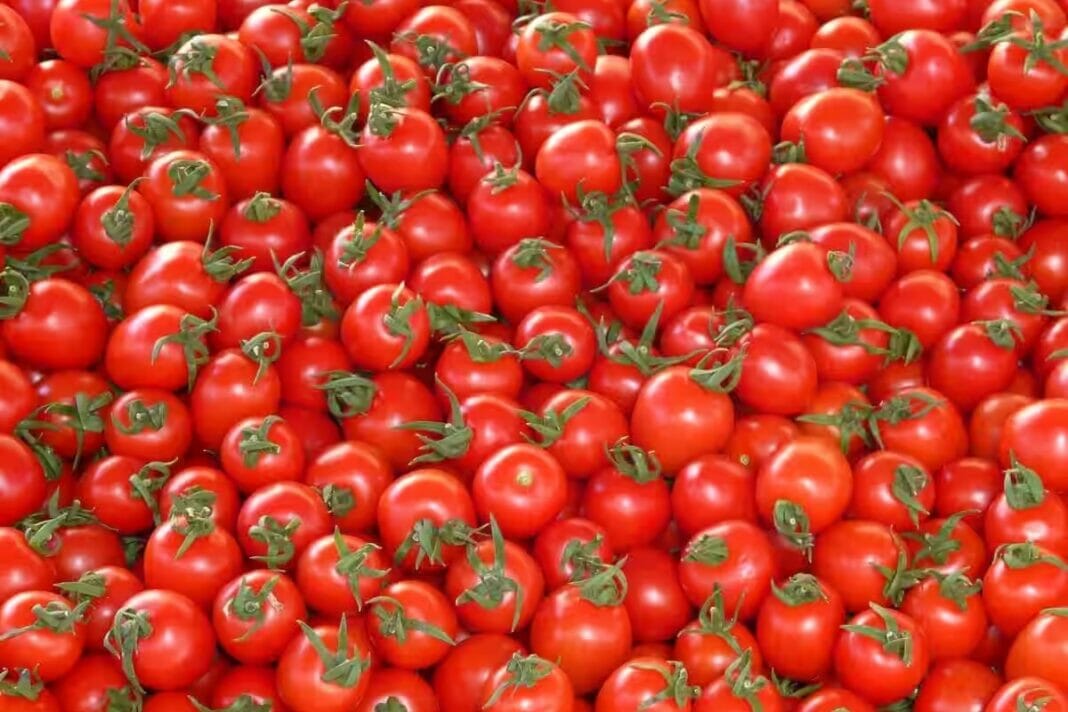 Tomato Price Hike