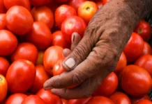 TN Couple Arrested For Hijacking Truck Carrying 2.5 Tonnes Of Tomato Tomato price