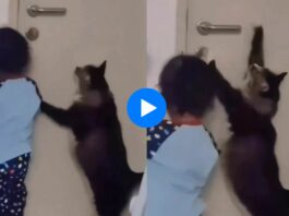 Viral Animal Video
