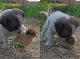 Viral Animal Video