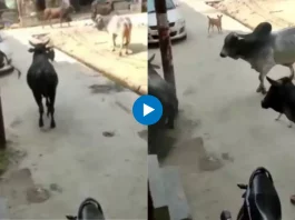Viral Video