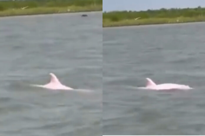 Viral Video Viral Video