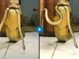 Viral Video