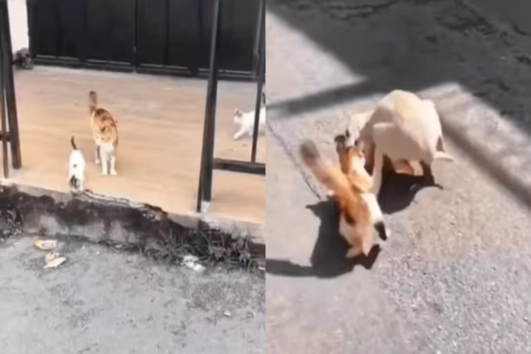 Viral Video