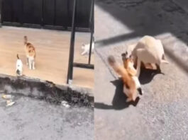 Viral Video