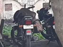 Viral Video