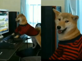 Viral animal