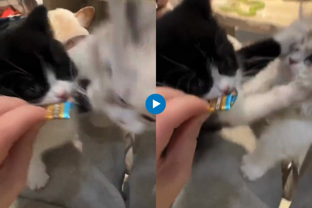 viral animal video